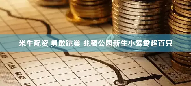 米牛配资 勇敢跳巢 兆麟公园新生小鸳鸯超百只