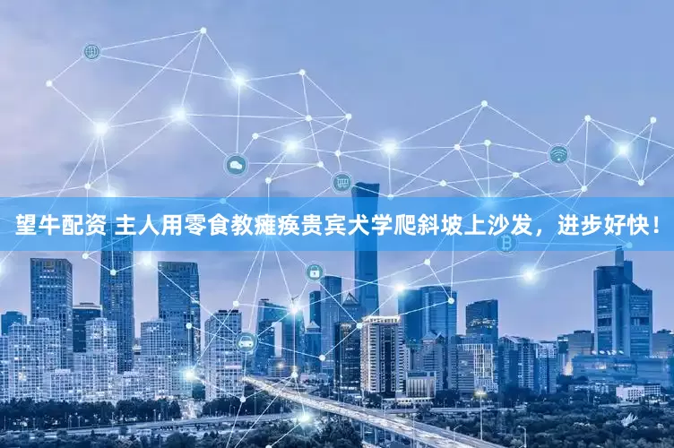 望牛配资 主人用零食教瘫痪贵宾犬学爬斜坡上沙发，进步好快！